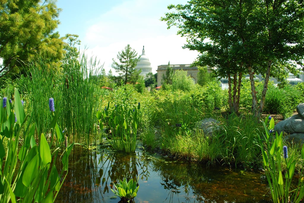 Desktop Wallpaper: The United States Botanic Garden